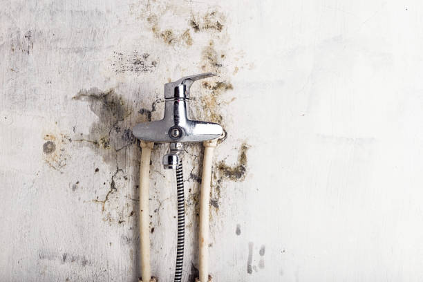Best Basement Mold Remediation in Hurlock, MD