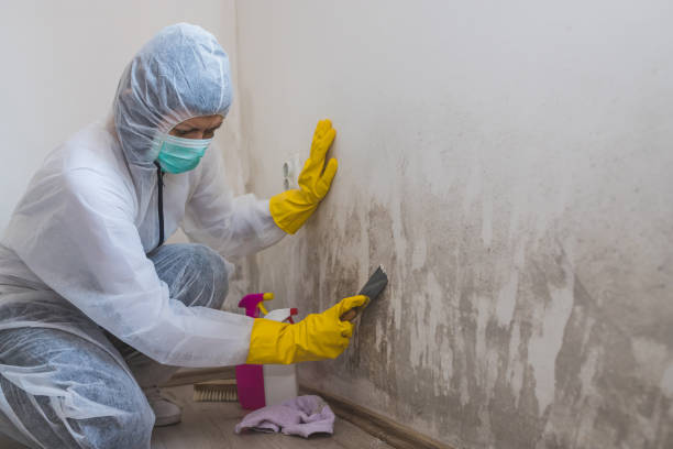 Best Industrial Mold Remediation in Hurlock, MD